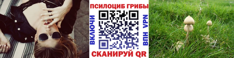 где продают   Торопец  Псилоцибиновые грибы Magic Shrooms 